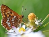 Duke Of Burgundy