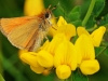 Essex Skipper..