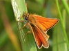 Essex Skipper.