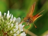 Essex Skipper