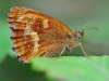 Gatekeeper
