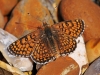 Glanville Fritillary.