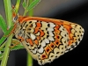 Glanville fritillary