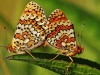 Granville Fritillaries