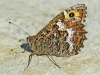 Grayling