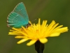 Green Hairstreak