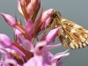 Grizzled Skipper