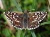 Grizzled Skipper