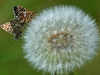 Grizzled Skippers