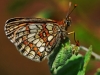 Heath Fritillary
