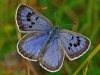 Large Blue