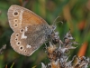 Large Heath