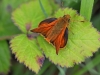Large Skipper