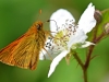Large Skipper