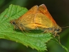Large Skippers