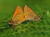Large Skippers