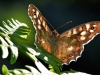 Speckled Wood