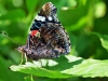 Red Admiral