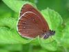 Ringlet