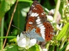 White Admiral