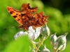 Comma