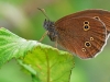 Ringlet