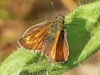 Lulworth Skipper