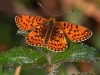 Small Pearl Bordered Fritillary