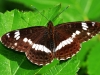 White Admiral