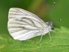 Green Veined White