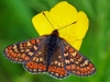 Marsh Fritillary