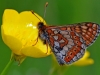 Marsh Fritillary