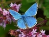 Adonis Blue