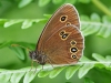 Ringlet