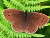 Ringlet