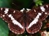 White Admiral