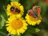 Small Copper & Bee