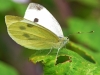 Small White