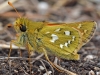 Silver Spotted Skipper
