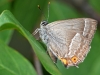 Purple Hairstreak