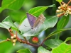 Purple Hairstreak