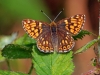 Duke Of Burgundy