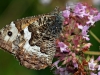Grayling