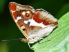 Purple Emperor