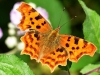 Comma
