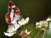 White Admiral