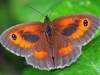 Gatekeeper
