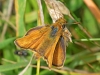 Lulworth Skipper