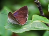 Purple Hairstreak