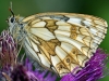 Marbled White